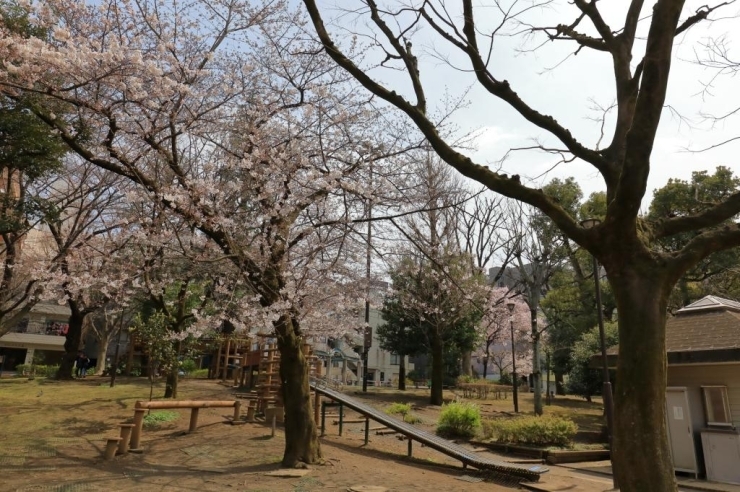 北柏木公園・染井吉野桜
