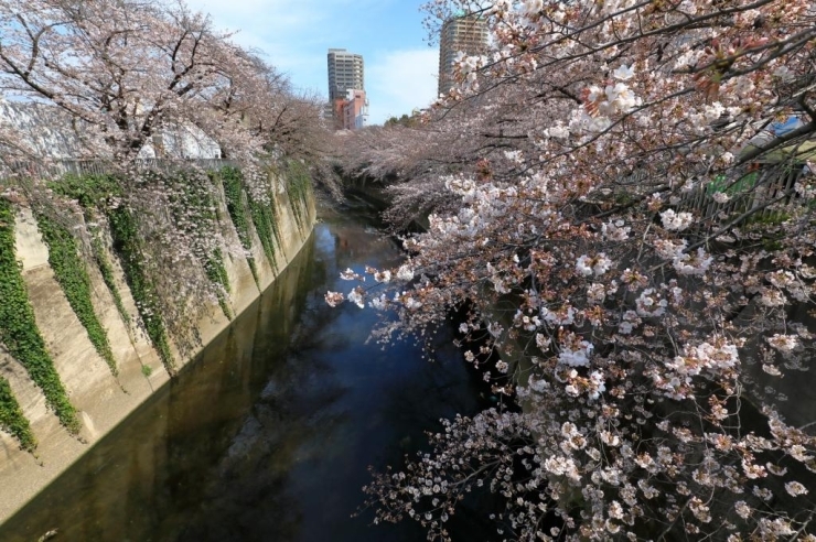 神田川遊歩道・染井吉野桜