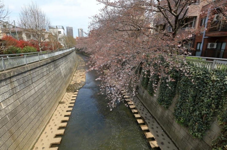 神田川・染井吉野桜・淀橋