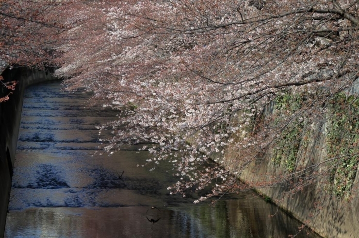 神田川・染井吉野桜・久保前橋