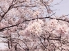 今高野山 お花見特集 桜スポット情報 まいぷれ 三原市