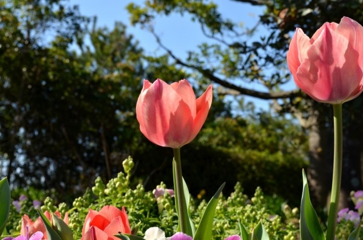 フローランテで撮影しました。<br>まだ蕾の花も多くて残念でしたが…<br>