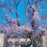 さくら、さくら　～京都の桜まつりあれこれ～