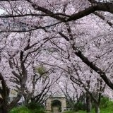 円応寺参道の桜並木