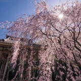 昨日は近くのお寺の枝垂れ桜へ