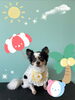 「可愛い子ちゃん♡ Dog salon mofu mofu 余市町」