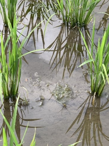 雑草魂❗️❗️「闘ってます⁉️」