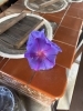 いただいたお花「本日のパン⭐️」
