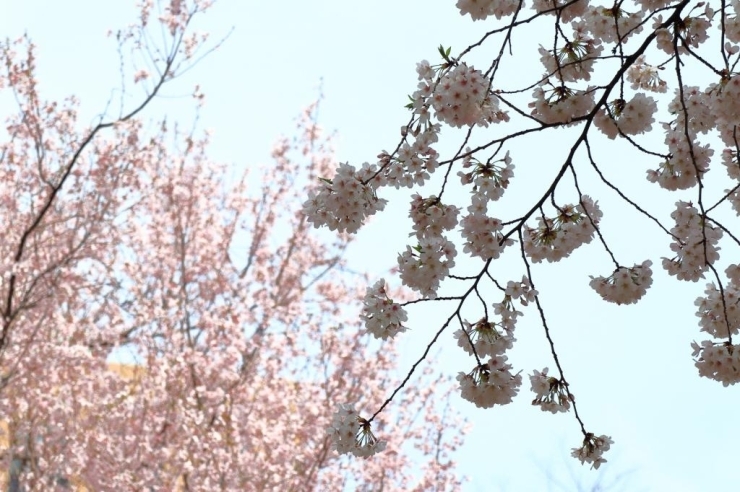 新宿中央公園の高遠小彼岸桜と染井吉野桜