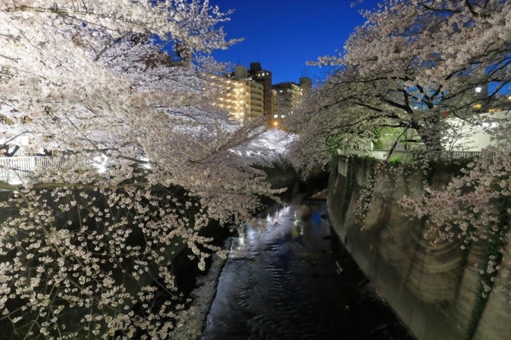 神田川遊歩道(西早稲田) 桜のライトアップ　面影橋からの眺め