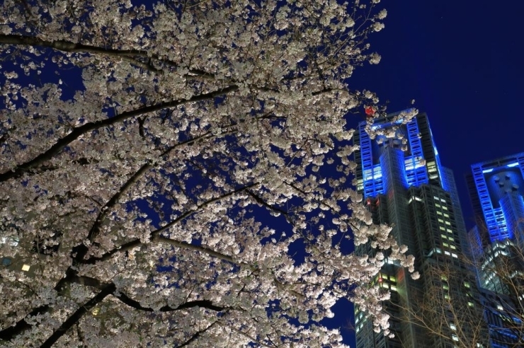 新宿中央公園で夜桜 染井吉野桜