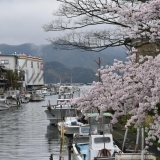 吉原の桜