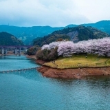 矢筈ダムの桜