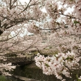 轟の滝公園の桜