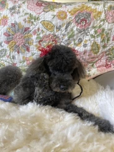 連休中の看板犬ぶーちゃんのトリミング おうちでトリミング わんちゃんの美容室 ホテル ムーンのニュース まいぷれ 小樽市 連休中の看板犬ぶーちゃんのトリミング おうちでトリミング わんちゃんの美容室 ホテル ムーンのニュース まいぷれ 小樽市