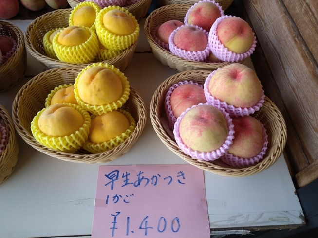 早生あかつき「夏の風物詩！桃の販売始まりました！！【福島市/道の駅つちゆ/土湯温泉】」