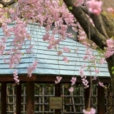 2017年4月2日～18日の新宿区内にある桜の様子