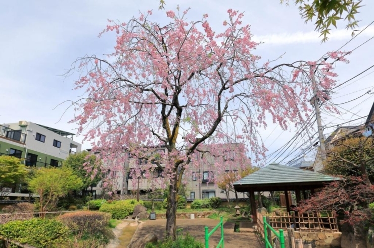 藤兵衛公園(高田馬場)の枝垂桜