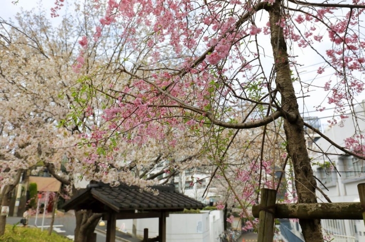 若宮公園(神楽坂)の枝垂桜と染井吉野桜