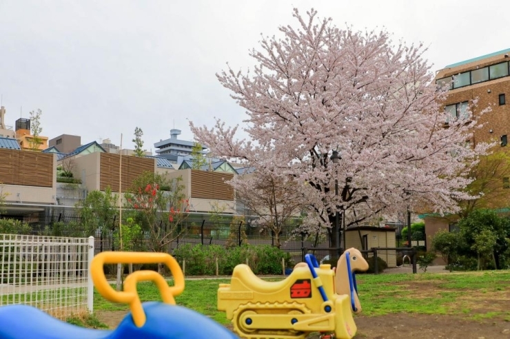 富久さくら公園(富久)の染井吉野桜