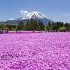 2019富士芝桜まつり
