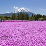 2019富士芝桜まつり