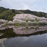 湖面に映る満開の桜（庭木ダム）