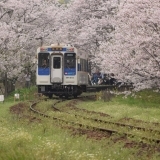 松浦鉄道と桜のトンネル