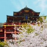 祐徳稲荷神社の桜