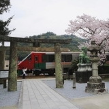 鳥居と電車と満開の桜