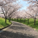 桜の散歩道（森林公園）