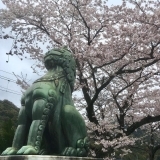 陶山神社 神社の狛犬と桜