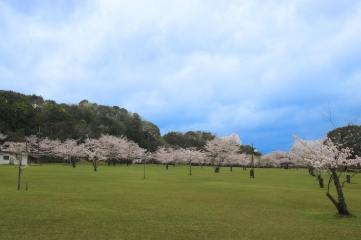 霧島 姶良 まいぷれ