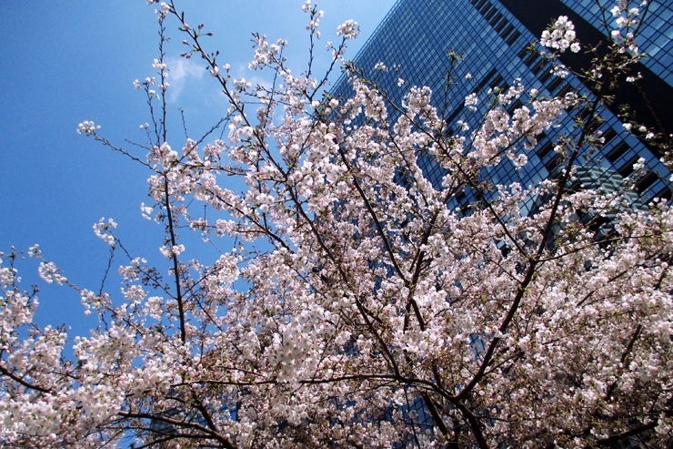 西新宿のさくら　明るく春の日差しを感じる