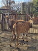 フィアとの同居訓練「ココようこそとべ動物園へ」