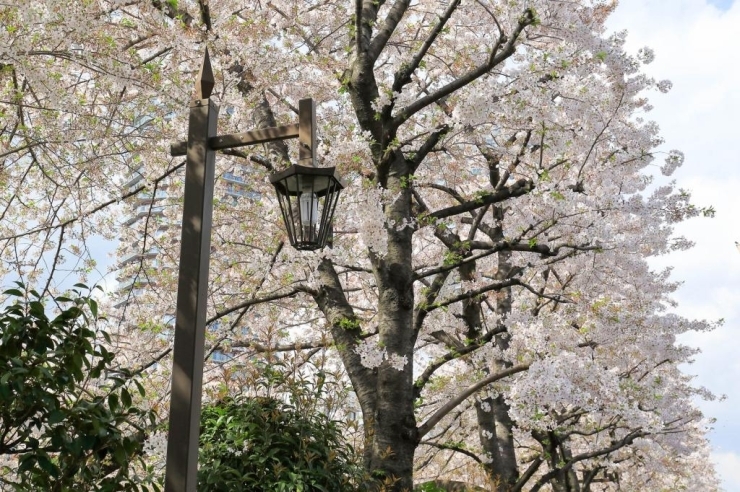 神田川(北新宿)　川に沿った遊歩道　染井吉野桜は少し葉桜に