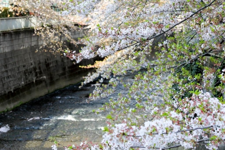神田上水公園(北新宿)　染井吉野桜　川面には桜の花びらが流れる