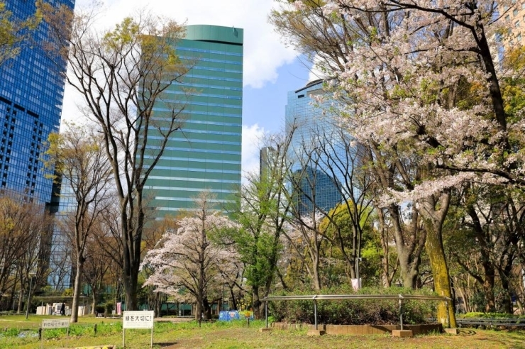 新宿中央公園(西新宿) 芝生広場　桜は少し若葉が見えるが花はまだたくさん残っている