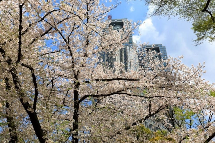 新宿中央公園(西新宿) 芝生広場から染井吉野桜ごしに都庁を望む