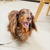 ライラちゃん「今日のお友達」