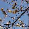 梅の花とメジロ「もうすぐ春本番」