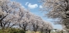 七次台の桜です「ケアから帰る途中の景色!【白井市訪問介護・相談支援】」