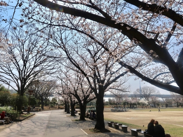 新小岩 奥戸周辺の人気お花見スポット19 桜名所 葛飾区内の人気お花見スポット19 桜名所 まいぷれ 葛飾区 新小岩 奥戸周辺の人気お花見スポット19 桜名所 葛飾区内の人気お花見スポット19 桜名所 まいぷれ 葛飾区