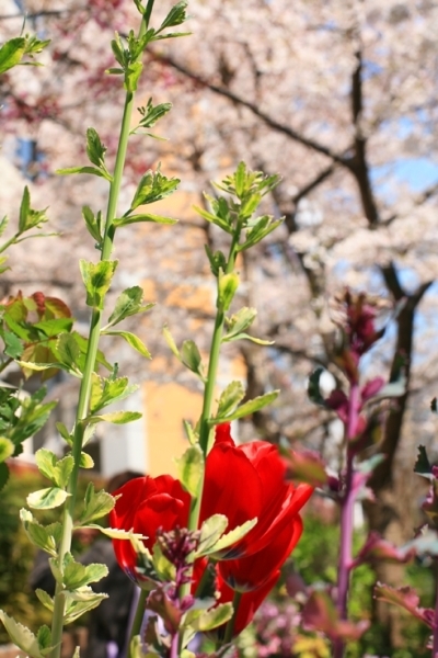 新宿御苑沿いの道端に　主張していた　赤い花