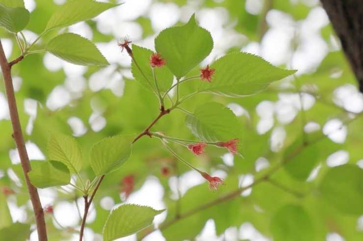 新宿中央公園(西新宿) 芝生広場の花びらの落ちた染井吉野桜