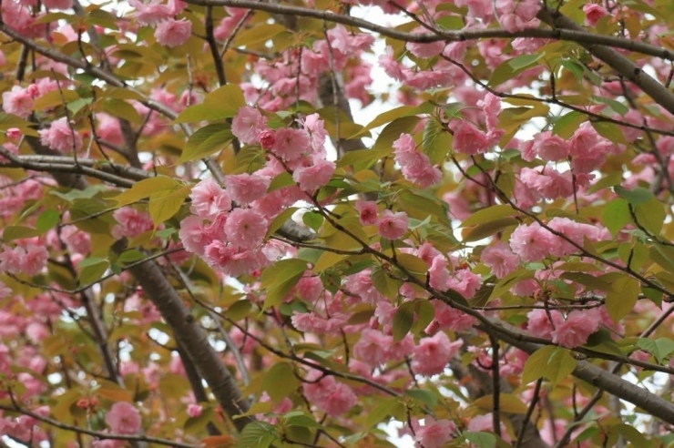 遅咲きの里桜の拡大