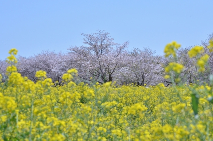 西都原古墳の写真です。<br>桜も菜の花も、ちょうど満開でした。<br><br>