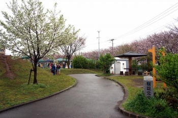 桜堤北公園会場