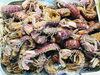 「魚魚市場鮮魚コーナーおすすめは「ハガツオ・ボイルシャコ」です♪」