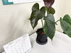 3Dプリンターで作成したオリジナル植木鉢「3Dプリンタでつくるオリジナル鉢のご紹介🌿 — 多肉＆観葉にぴったり！」